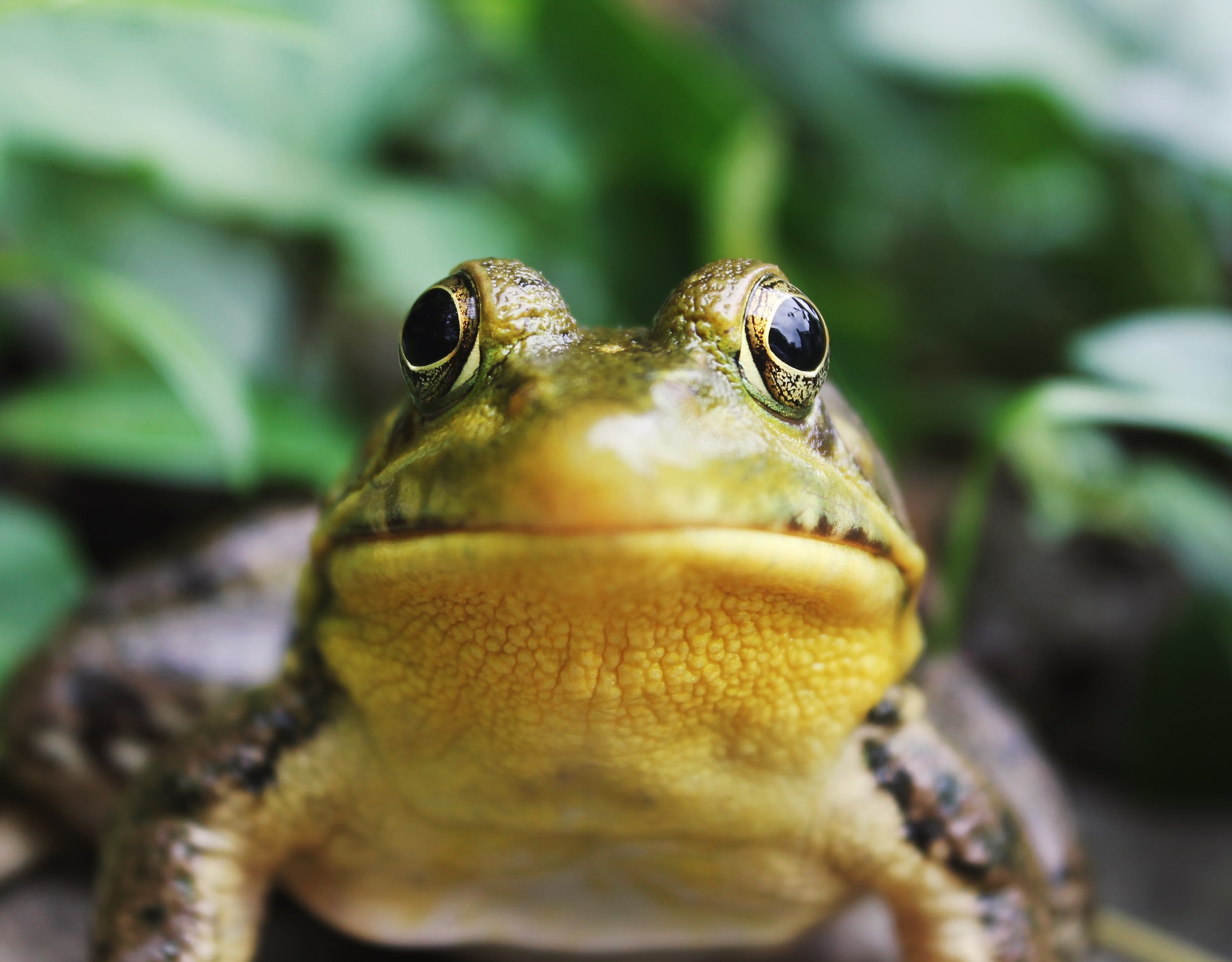 Eat That Frog